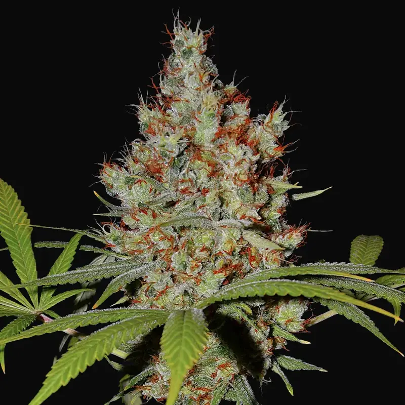 Pineapple Express