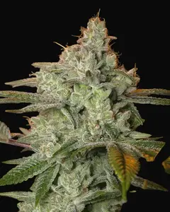 Pineapple Fruit x Alien Rock