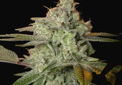 Pineapple Fruit x Alien Rock