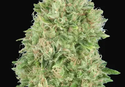 Pineapple Glue