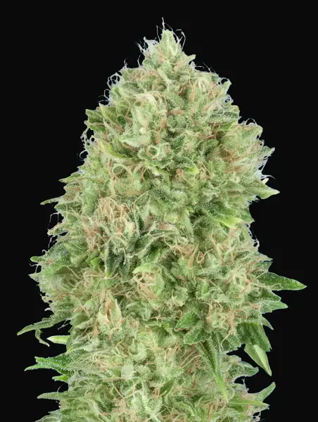 Pineapple Glue