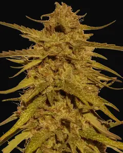 Pineapple Haze - Regular