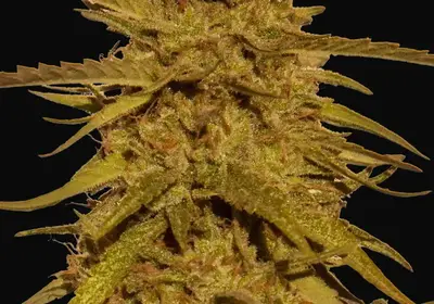 Pineapple Haze - Regular