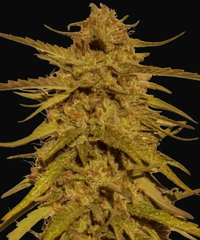 Pineapple Haze - Regular