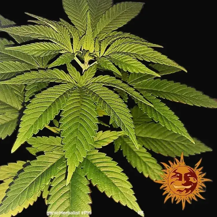 Pineapple Haze - Regular — zdjęcie 5