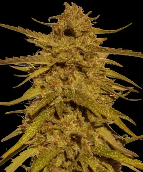 Pineapple Haze - Regular