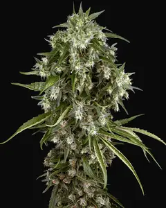 Pineapple Jack Feminized