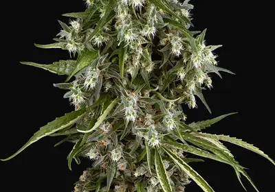 Pineapple Jack Feminized