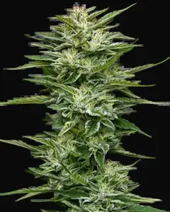 Pineapple Kush Cake Automatic