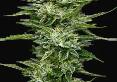 Pineapple Kush Cake Automatic