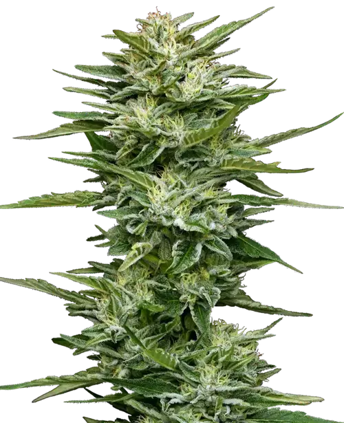 Pineapple Kush Cake Automatic