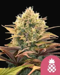 Pineapple Kush