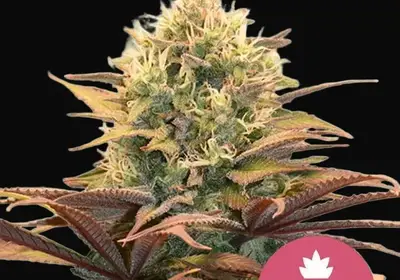 Pineapple Kush