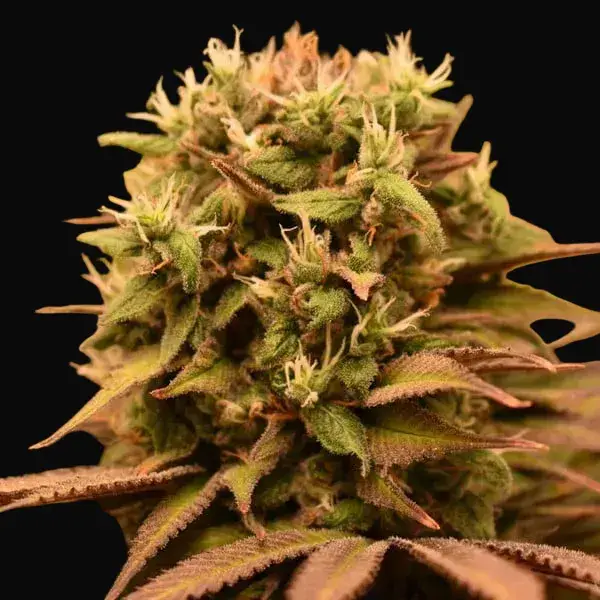 Pineapple Kush — zdjęcie 5