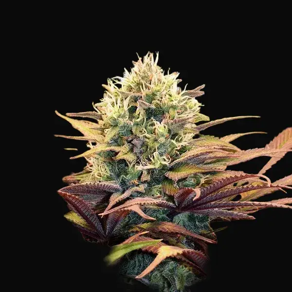 Pineapple Kush — zdjęcie 4