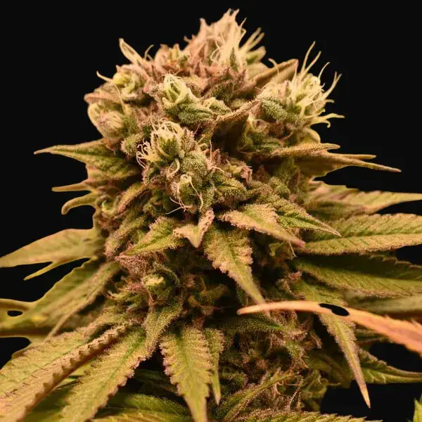 Pineapple Kush — zdjęcie 6