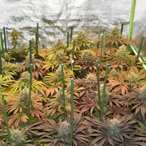 Pineapple Kush — zdjęcie 7