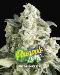 Pineapple Larry OG