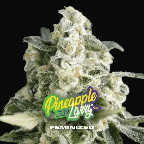 Pineapple Larry OG
