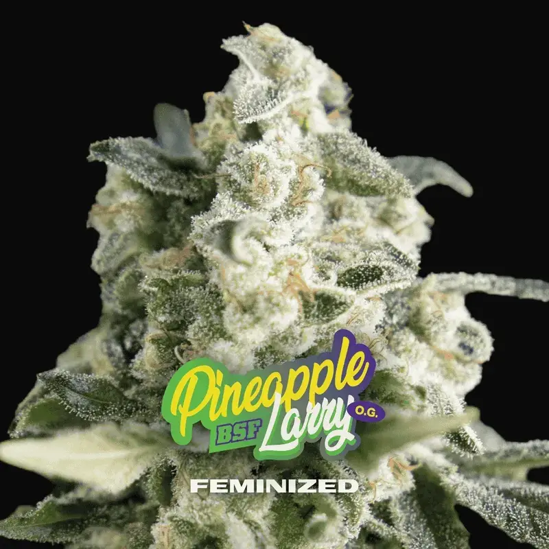 Pineapple Larry OG