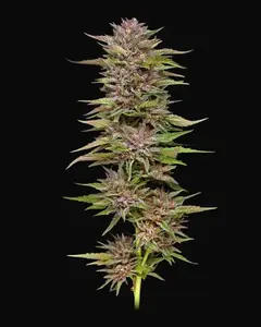 Pineapple Muffin Auto