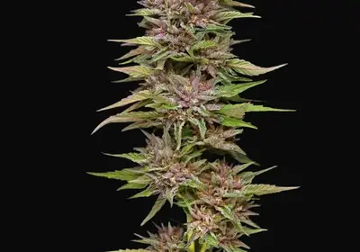 Pineapple Muffin Auto