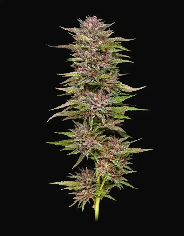 Pineapple Muffin Auto