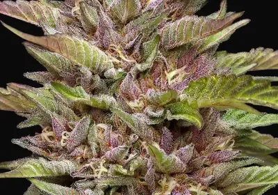 Pineapple Muffin