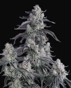 Pineapple OG Auto