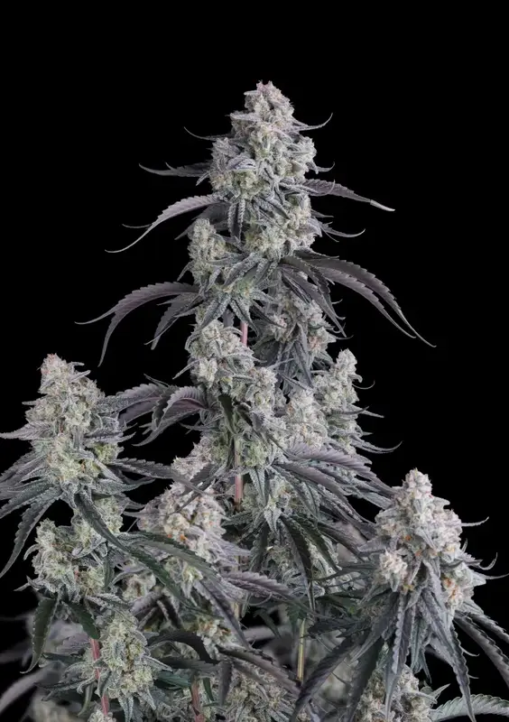 Pineapple OG Auto