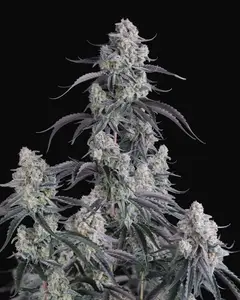 Pineapple OG Auto