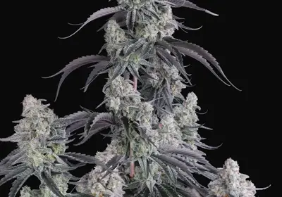 Pineapple OG Auto
