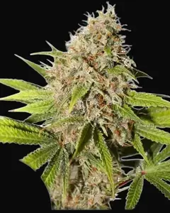 Pineapple Poison