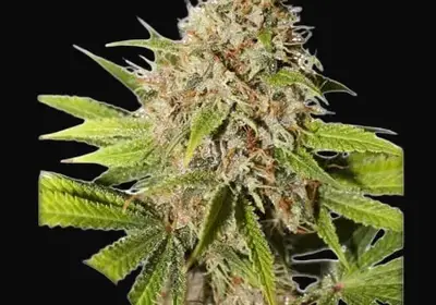 Pineapple Poison