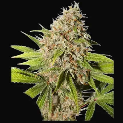 Pineapple Poison