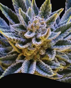 Pineapple Runtz Auto