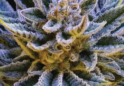 Pineapple Runtz Auto