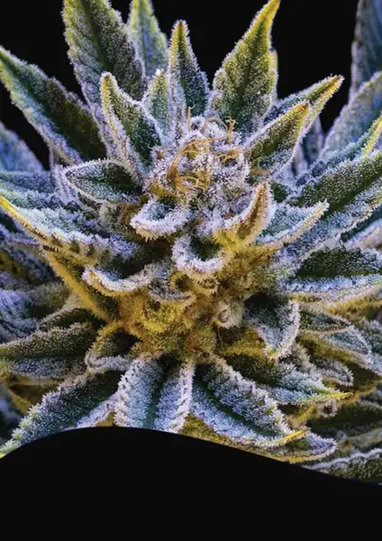Pineapple Runtz Auto