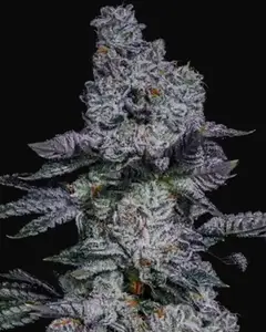 Pineapple Runtz Auto