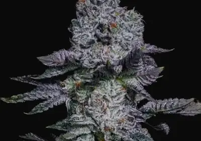 Pineapple Runtz Auto