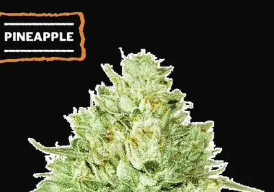 Pineapple