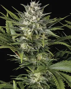 Pineapple Skunk
