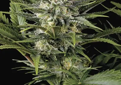 Pineapple Skunk
