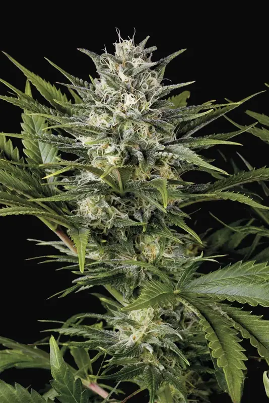 Pineapple Skunk