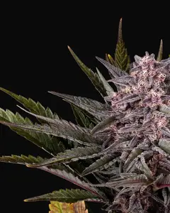 Pink Gelato