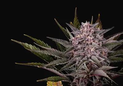 Pink Gelato