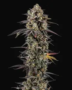 Pink Glitterbomb