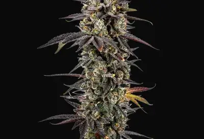 Pink Glitterbomb