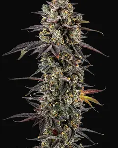 Pink Glitterbomb