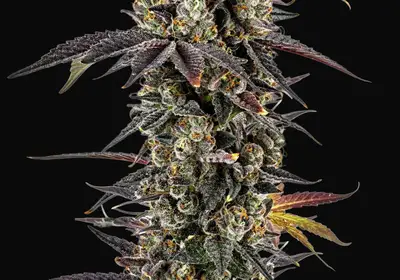Pink Glitterbomb